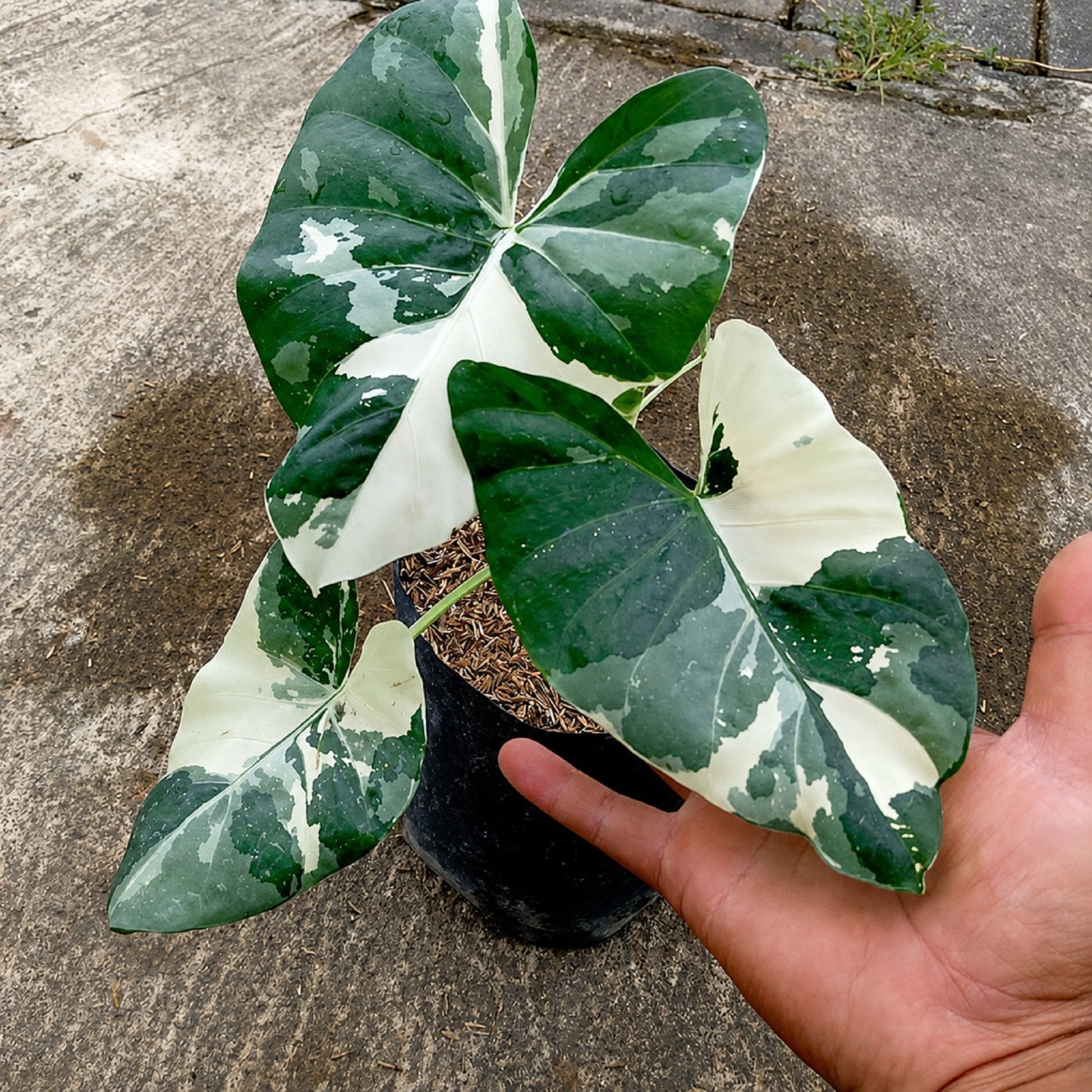 Alocasia Macrorrhiza Variegated Rare Tropical Plant Collector Aroid Rooted Plant