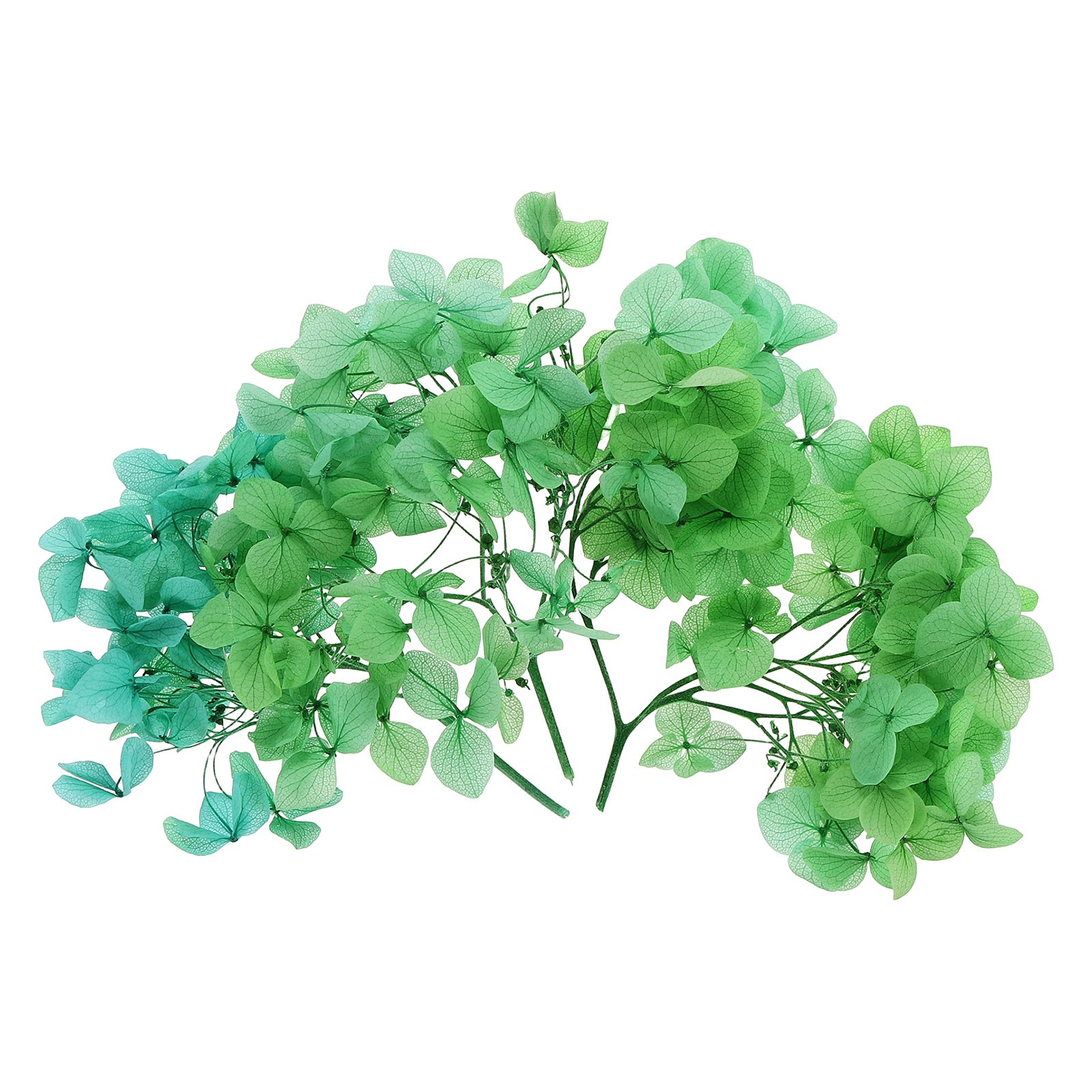 10g Mini Dried Hydrangea Flower Natural Pressed Flower Gradient, Green