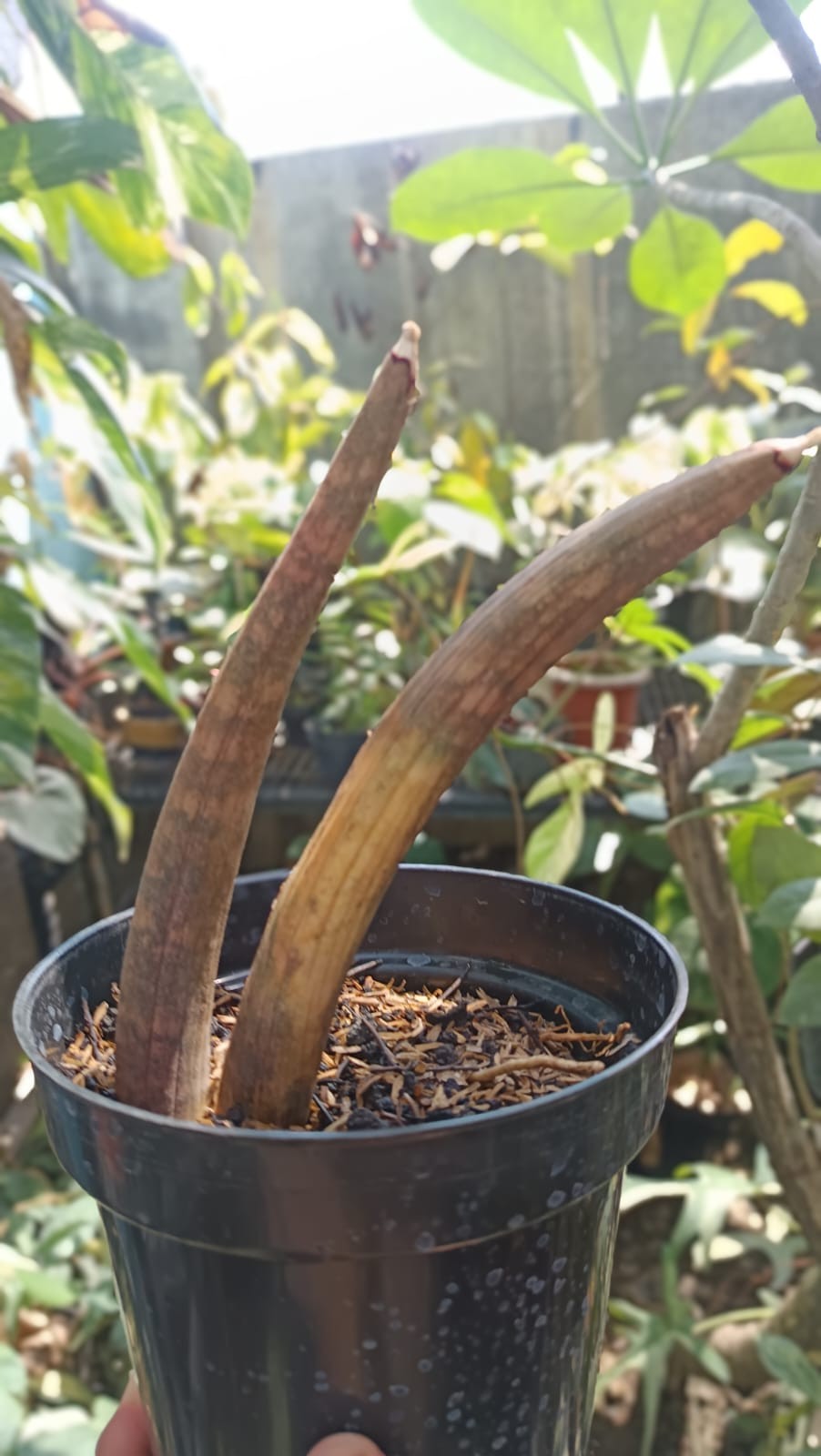 Real Picture Sansevieria Hallii Mocha Bat 2 Leaves Rare Snake Plant