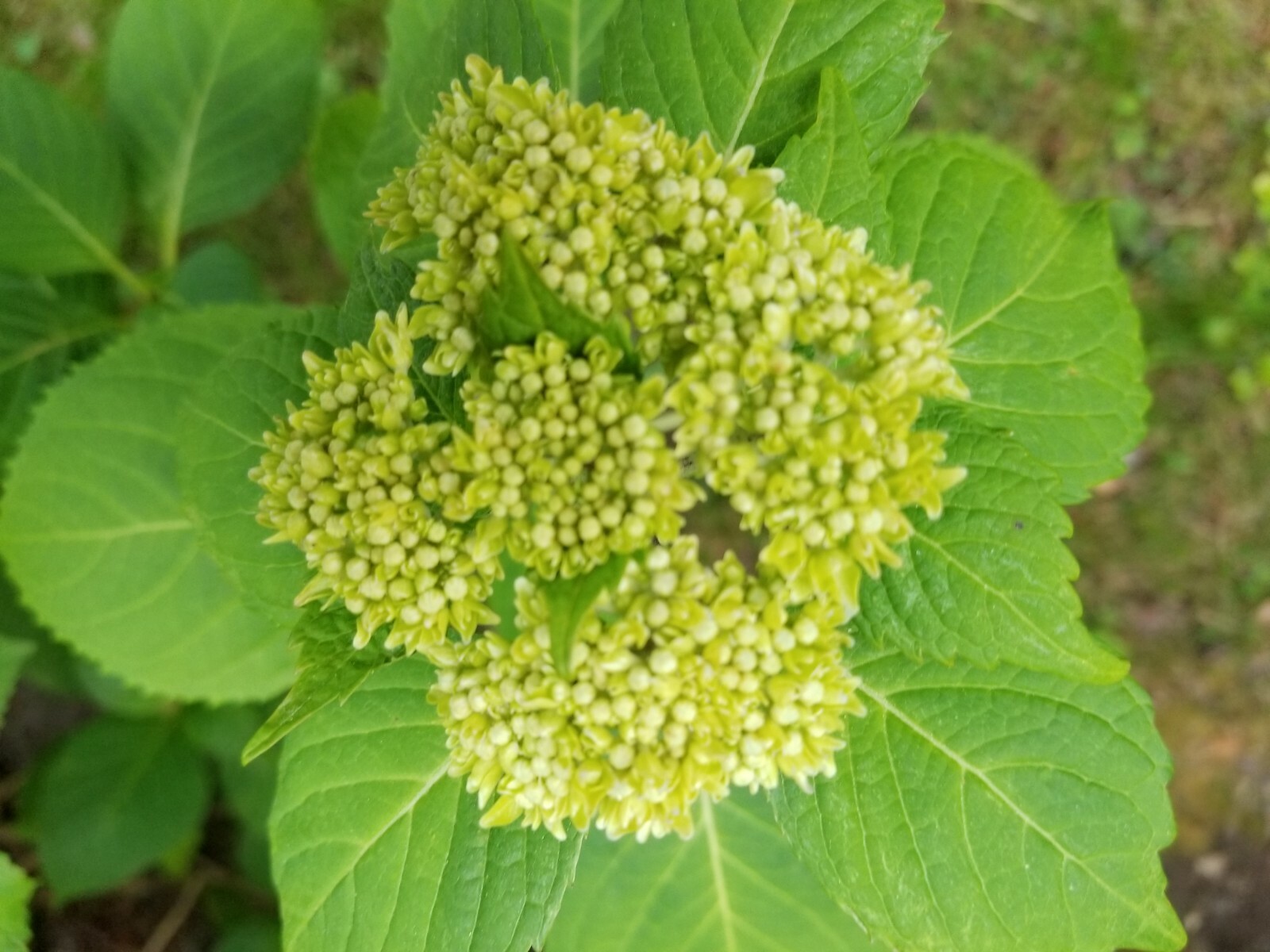 Hydrangeas cuttings, may have green buds (Buy 6 get 6 free) TOTAL 12 CUTTINGS