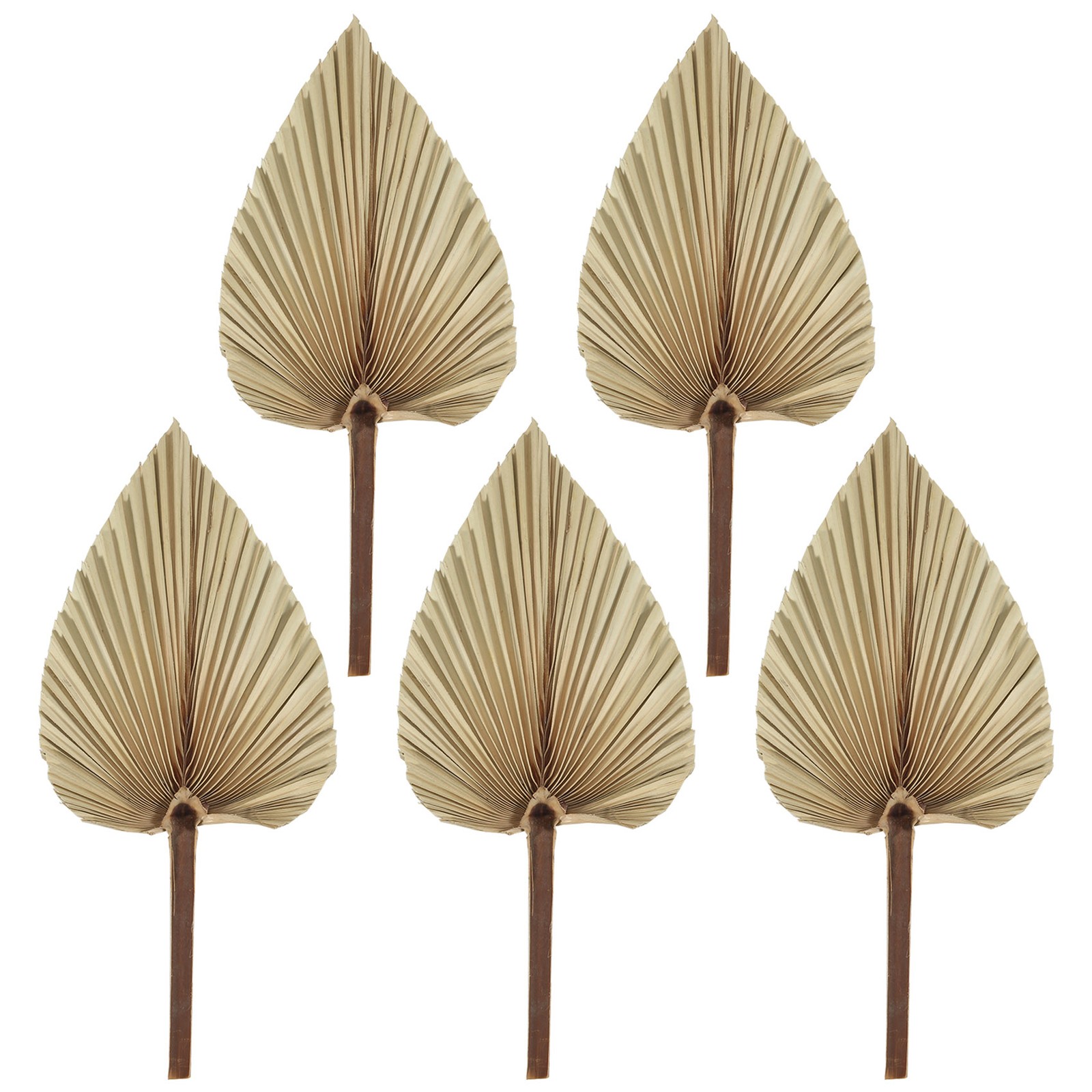 5Pcs Natural Dried Palm Leaves Tropical Dried Palm Fans Boho Dry Leaves4707