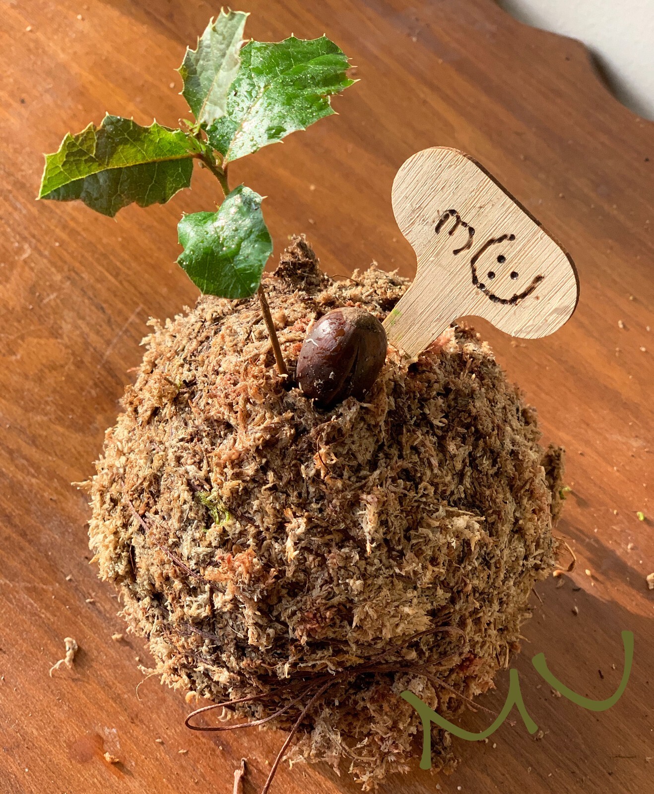 1 SMALL PALM SIZE BONSAI CALIFORNIA COASTAL LIVE OAK ACORN KOKEDAMA