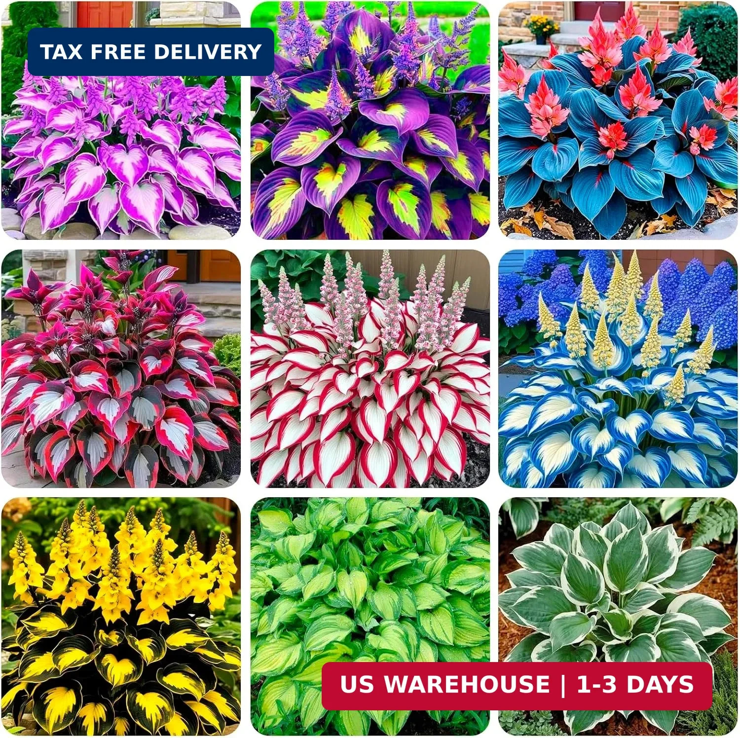 280+ USA PERMIUM Perennial Hosta Seeds for Planting Indoor Outdoor-Non GMO Heirl
