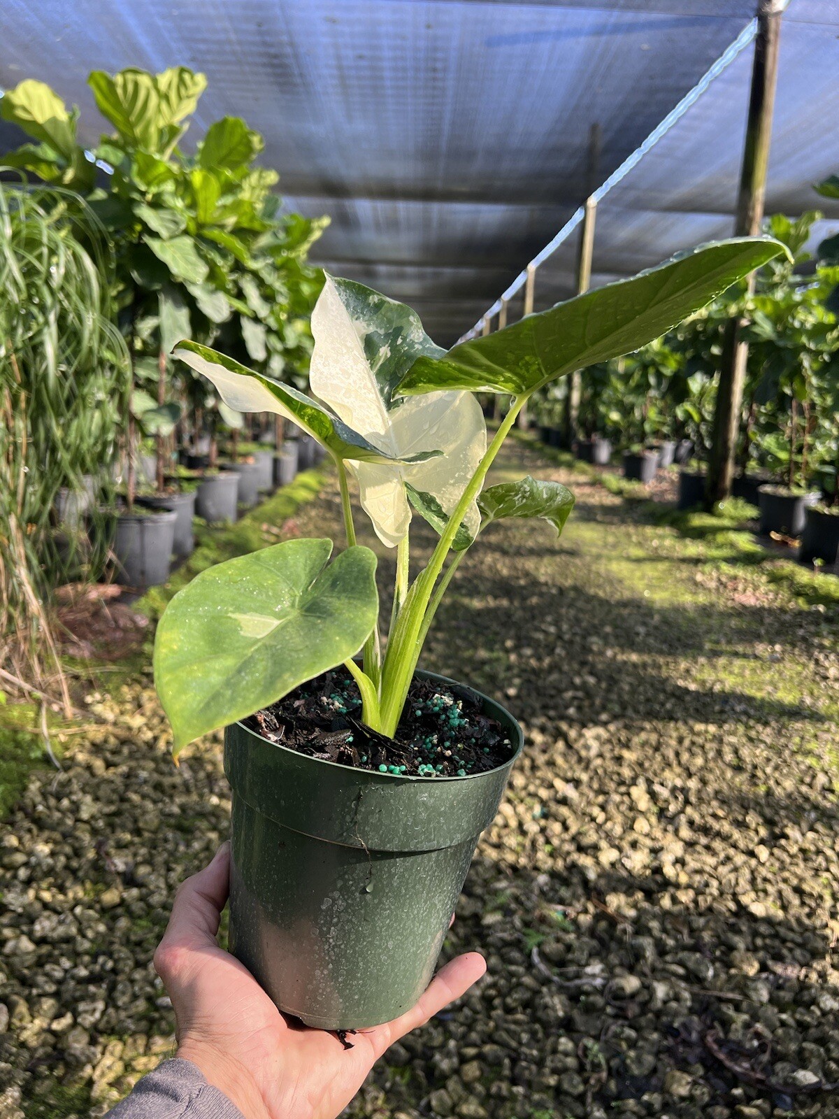 Alocasia Macrorrhiza Variegated in A 6”/ 1 Gallon Pot At12”/14”Tall