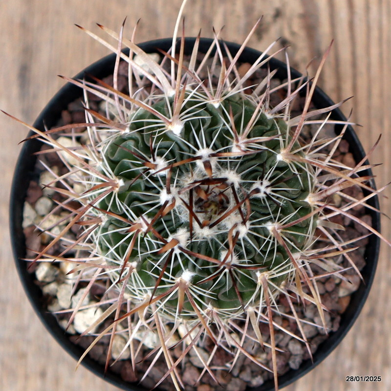 A1784 ECHINOFOSSULOCACTUS LAMELLOSUS pot10-H8-W7 cm MaMa Cactus