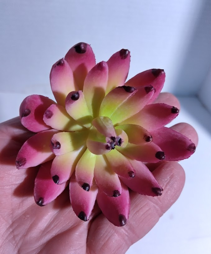 3.5″ sedeveria pick (magenta)
