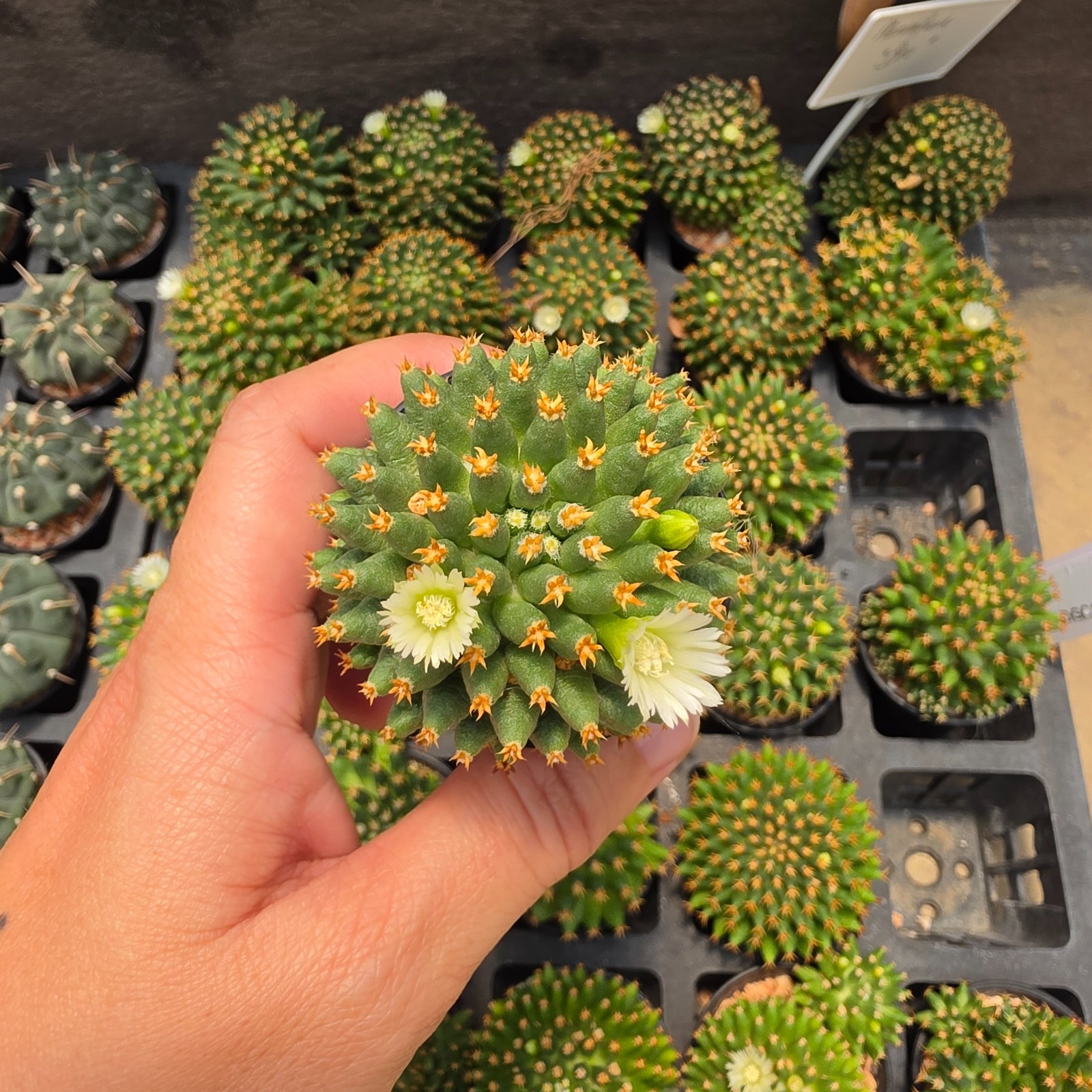 DE03: Mammillaria camptotricha cv. Bru