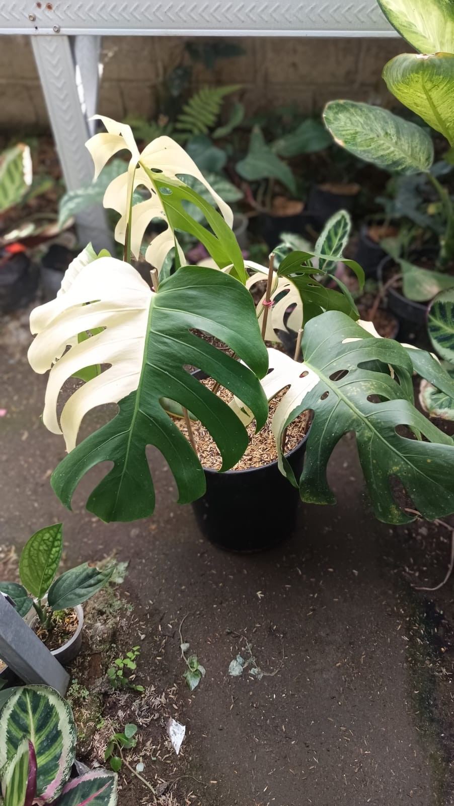 Real Picture Monstera Albo Halfmoon Variegated Mature Size 6 Leaves