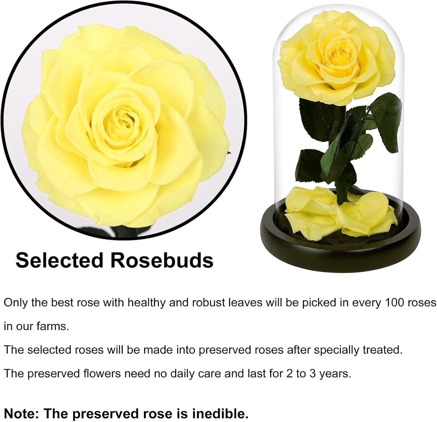NATROSES Yellow Natural Preserved Rose in Glass Dome & Black Gift Box 7.5″H x 4″