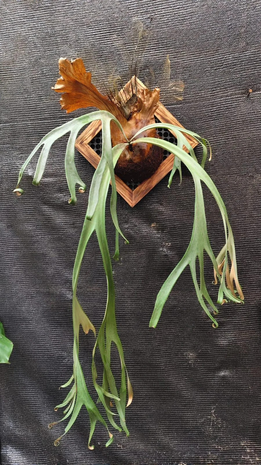 Real Picture Platycerium Willincki Back Roll Big Size Rare Plant