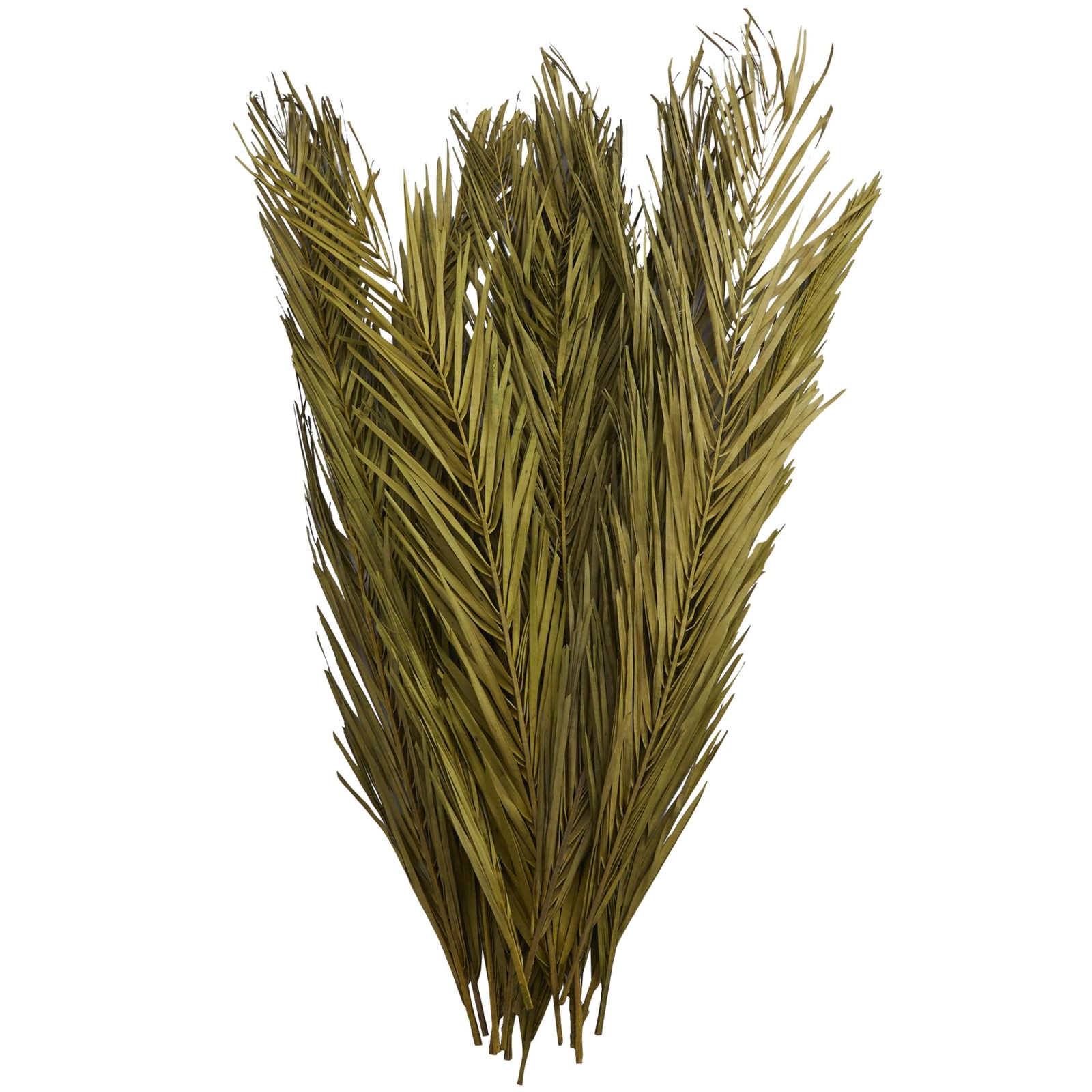Dried Plant Palm Leaf Home Decor Natural Foliage Natural Dried Foliage with F…