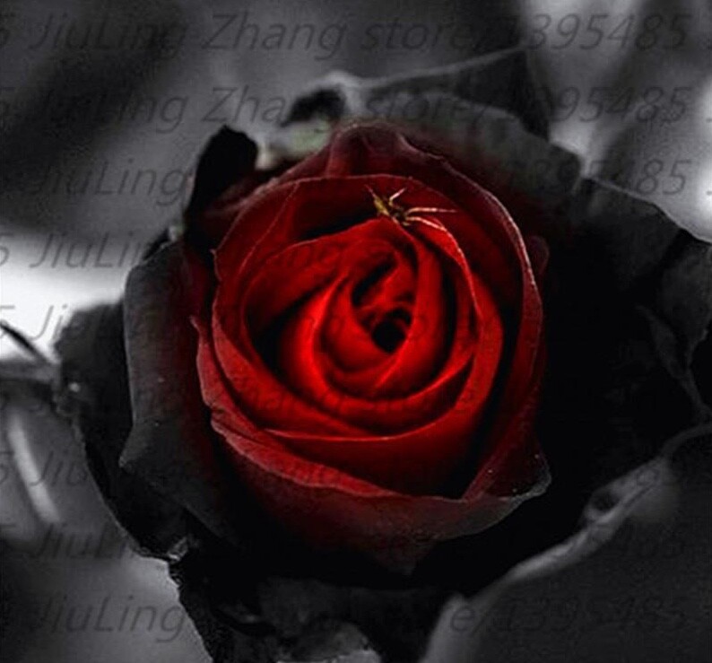 (10) RARE BLACK ROSE SEEDS perennial flower garden bush tea USA SELLER W/TRACK