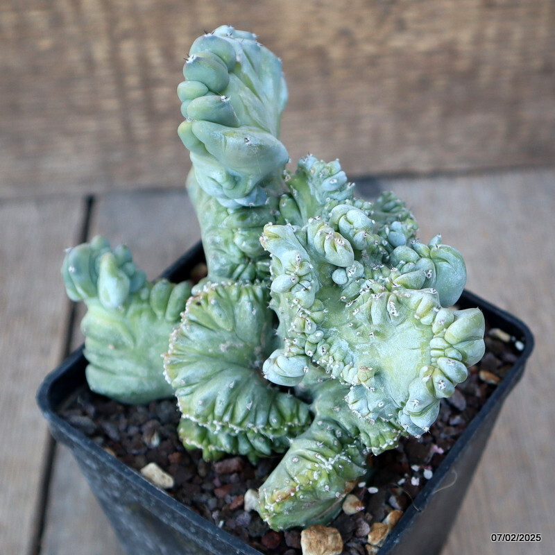 A9751 MYRTILLOCACTUS GEOMETRIZANS STRICTUS pot10-H13-W14 cm MaMa Cactus