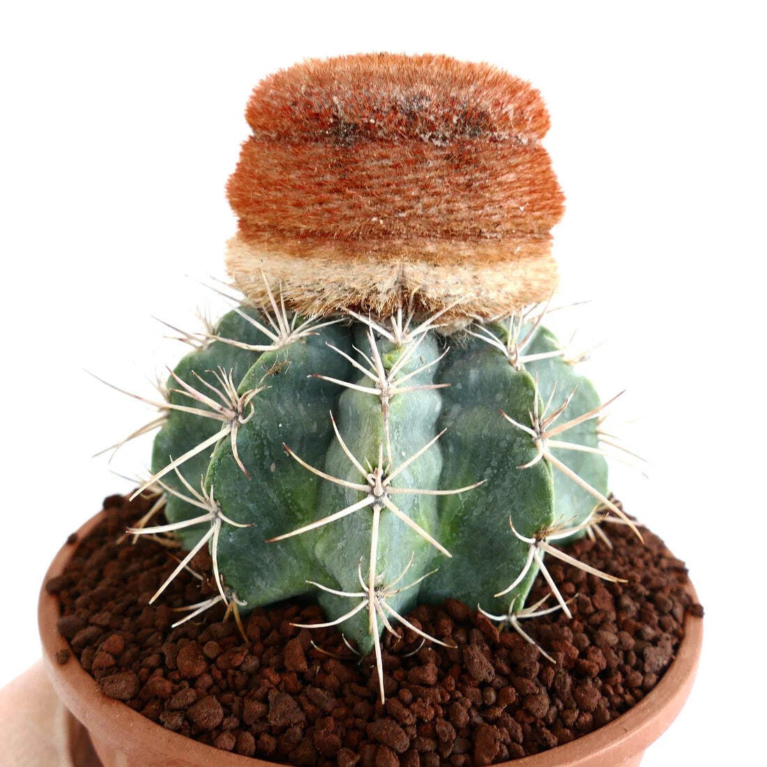 Melocactus diersianus HU404 10 SEEDS – Rare Cactus SEEDS