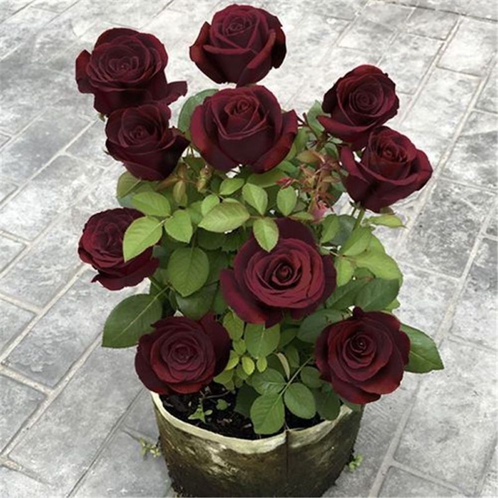 (10) ROSE SEEDS RARE exotic perennial flower garden bush tea USA SELLER W/TRACK