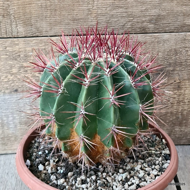 D5821 FEROCACTUS STAINESII pot24-H19-W18 cm MaMa Cactus