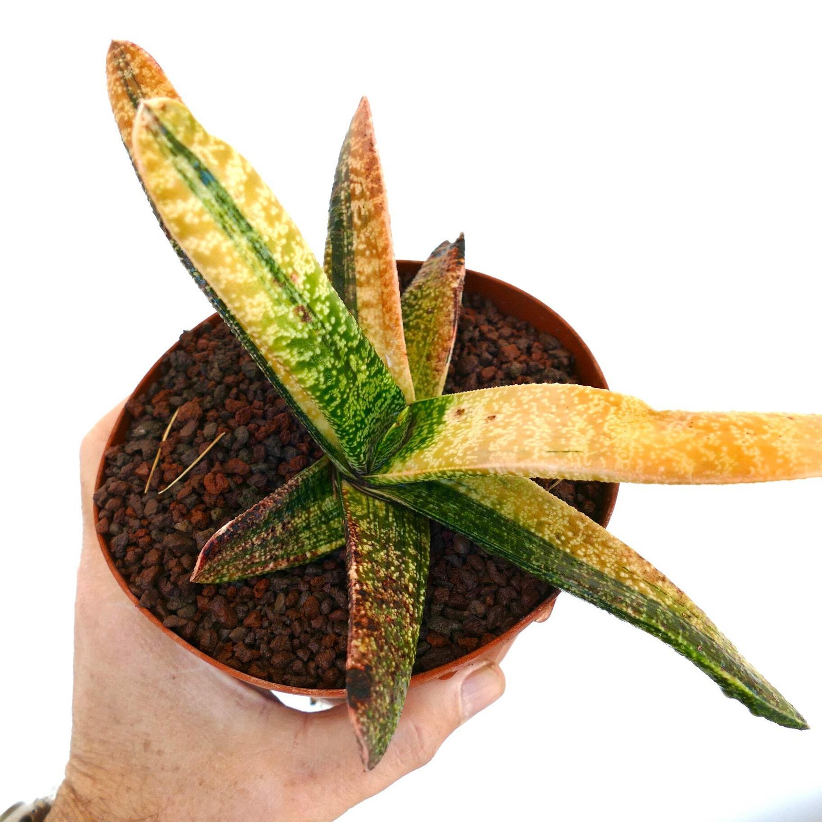 Gasteria batesiana YELLOW REVERSE VARIEGATED – Knoppies gasteria | Ox tongue