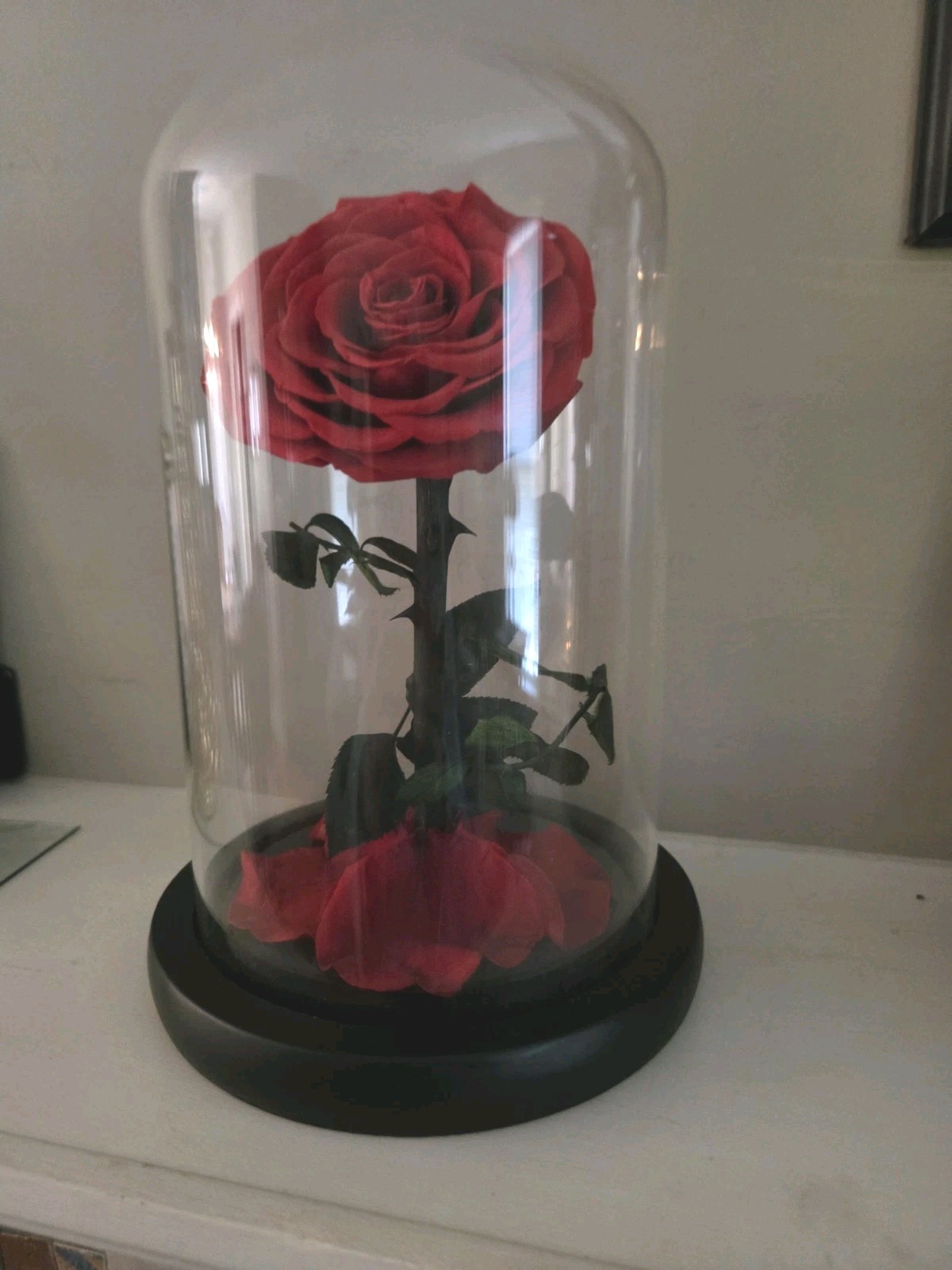 Forever Preserved Rose – Eternal in Dome-Box Mother Day Anniversary Romance Love