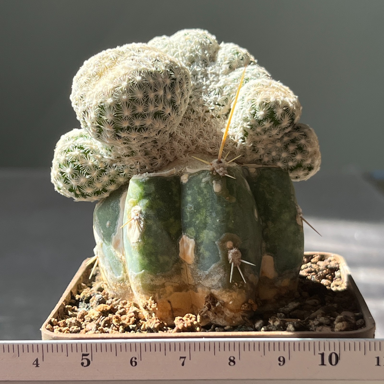 A10-1393 Mammillaria humboldtii f. cristata (Grafted)