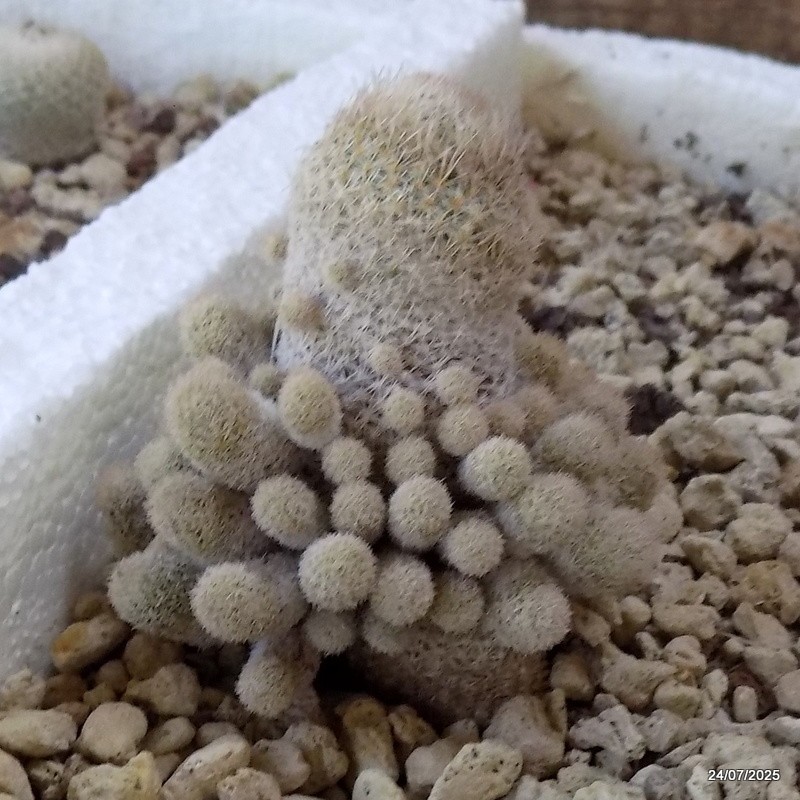 D5508 EPITHELANTHA POLYCEPHALA potX-H7-W6 cm MaMa Cactus
