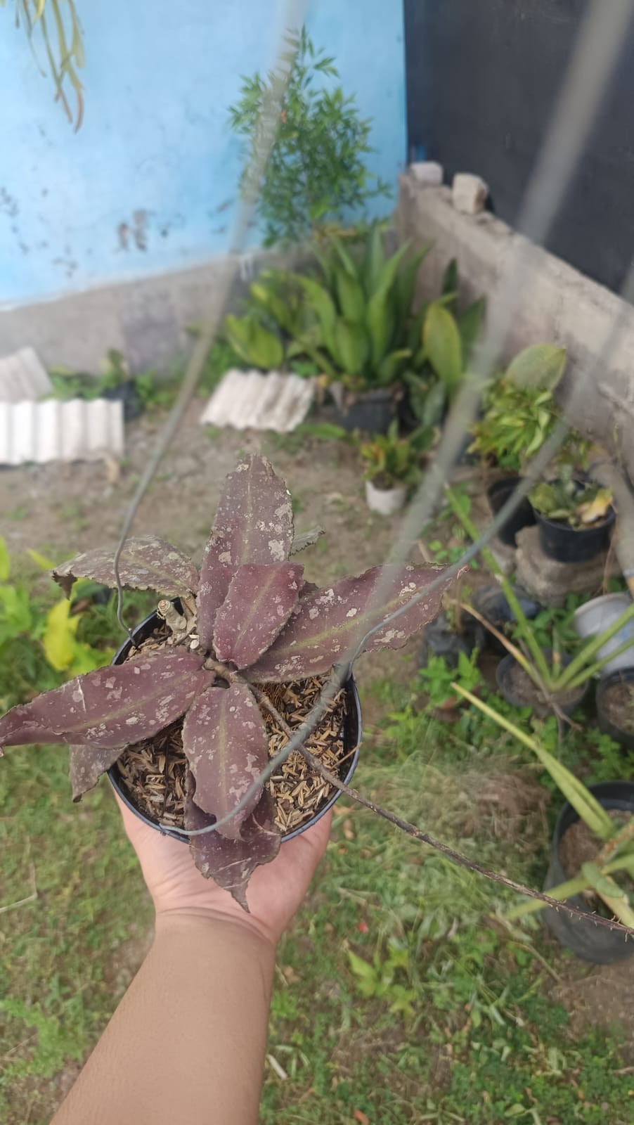 Real Picture Hoya Undulata Red Splash Wavy Leaves Sp Borneo