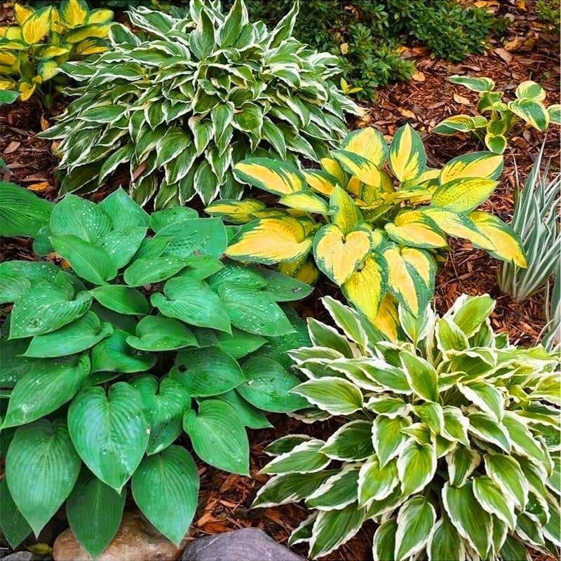 170+ Mix Hosta Seeds for Planting – Perennial Shade Garden Plant Seeds