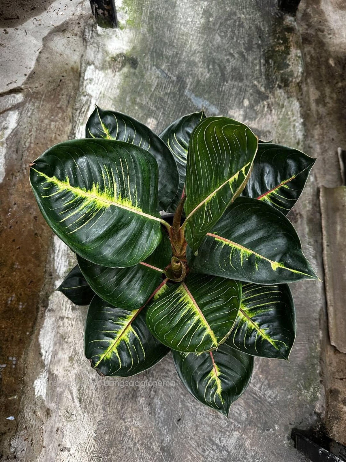 Real Piccture Aglaonema Black Moonlight Gerhana Beautiful Rare Plant