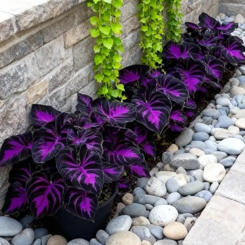 308 Hosta Seeds for Planting – Rare Perennial Shade Plants, Lush Purple