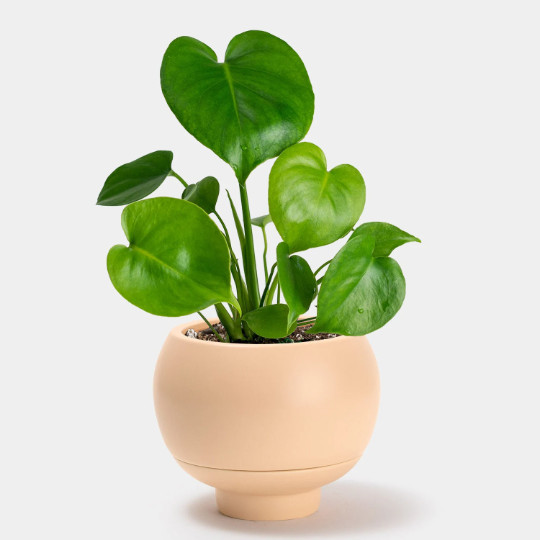 Monstera Deliciosa Plug | Indoor and Outdoor Live Tropical House Plant | Starter