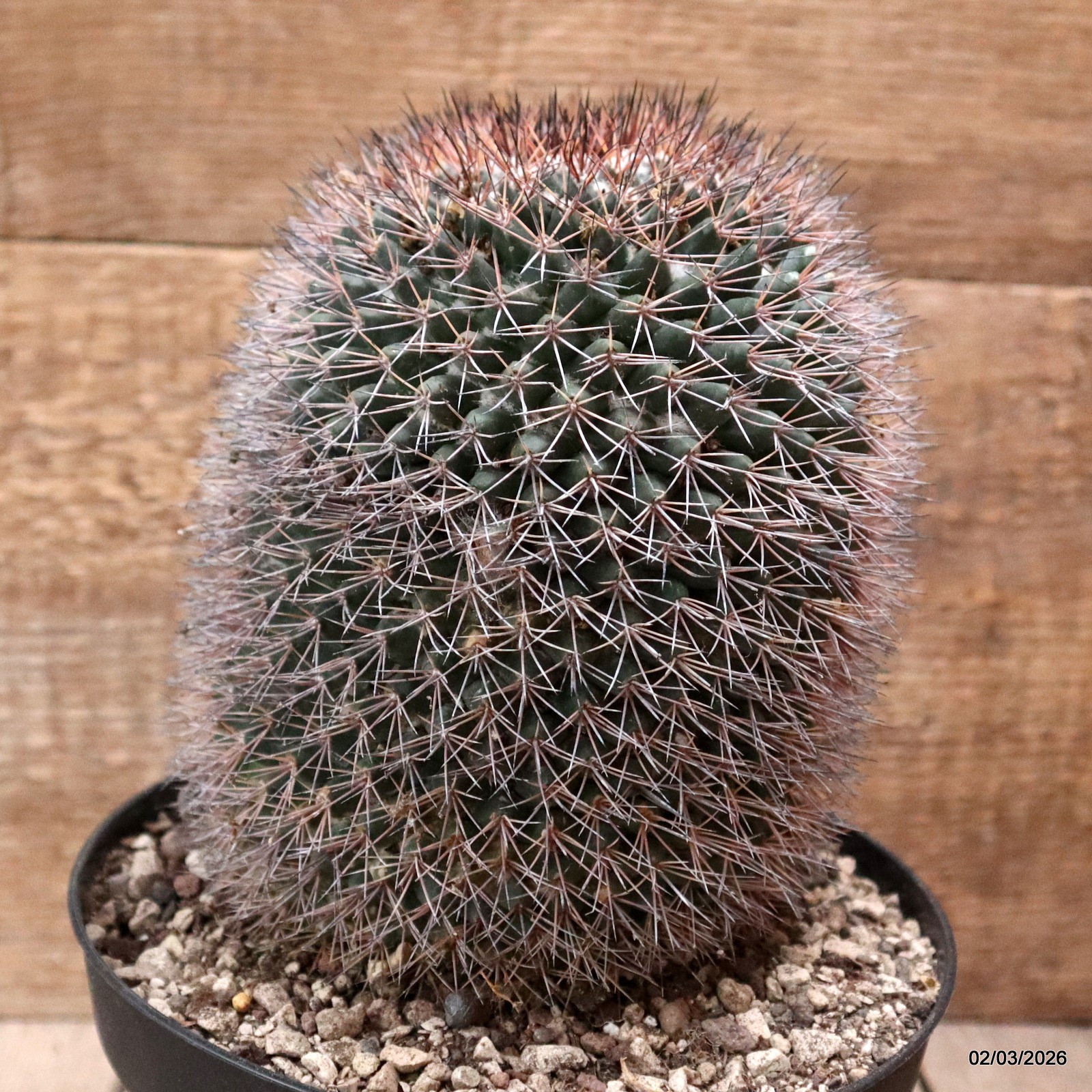 D7922 MAMMILLARIA PACHYCYLINDRICA pot18-H19-W13 cm MaMa Cactus