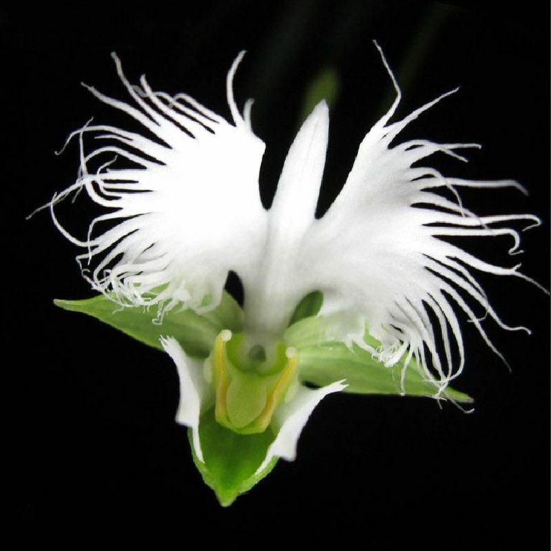 Beautiful WHITE EGRET ORCHID FLOWER Habenaria Radiata Seeds