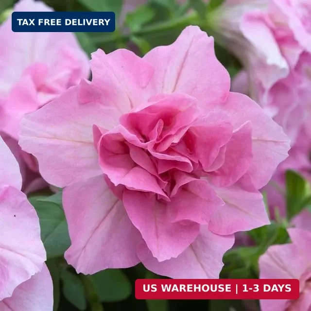 325+ Mix Petunia Flower Seeds for Planting-Petunia Hybrida Garden Flower Plant A