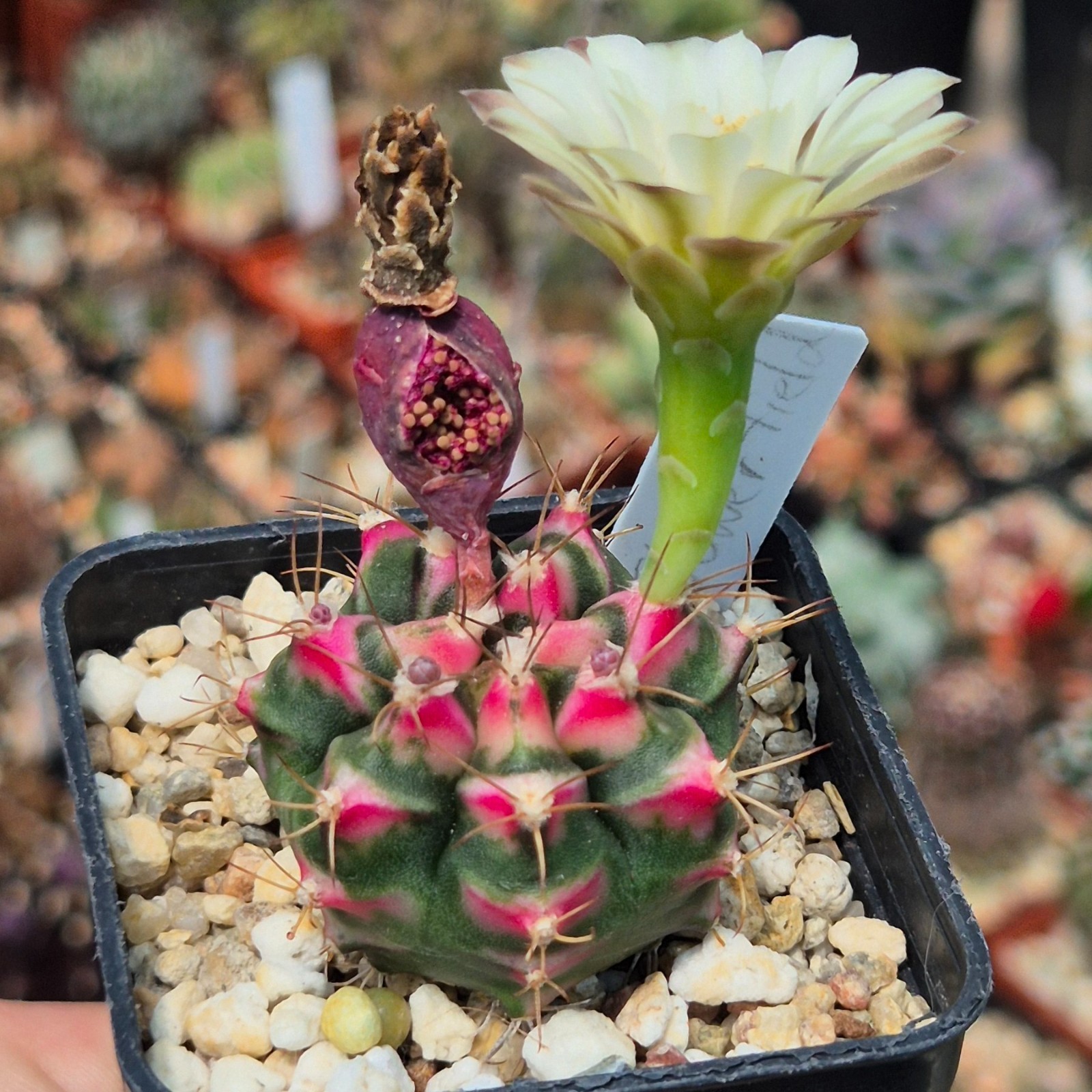 Gymnocalycium mihanovichii ‘Flower Field’ hybrid 10seeds harvest 2025