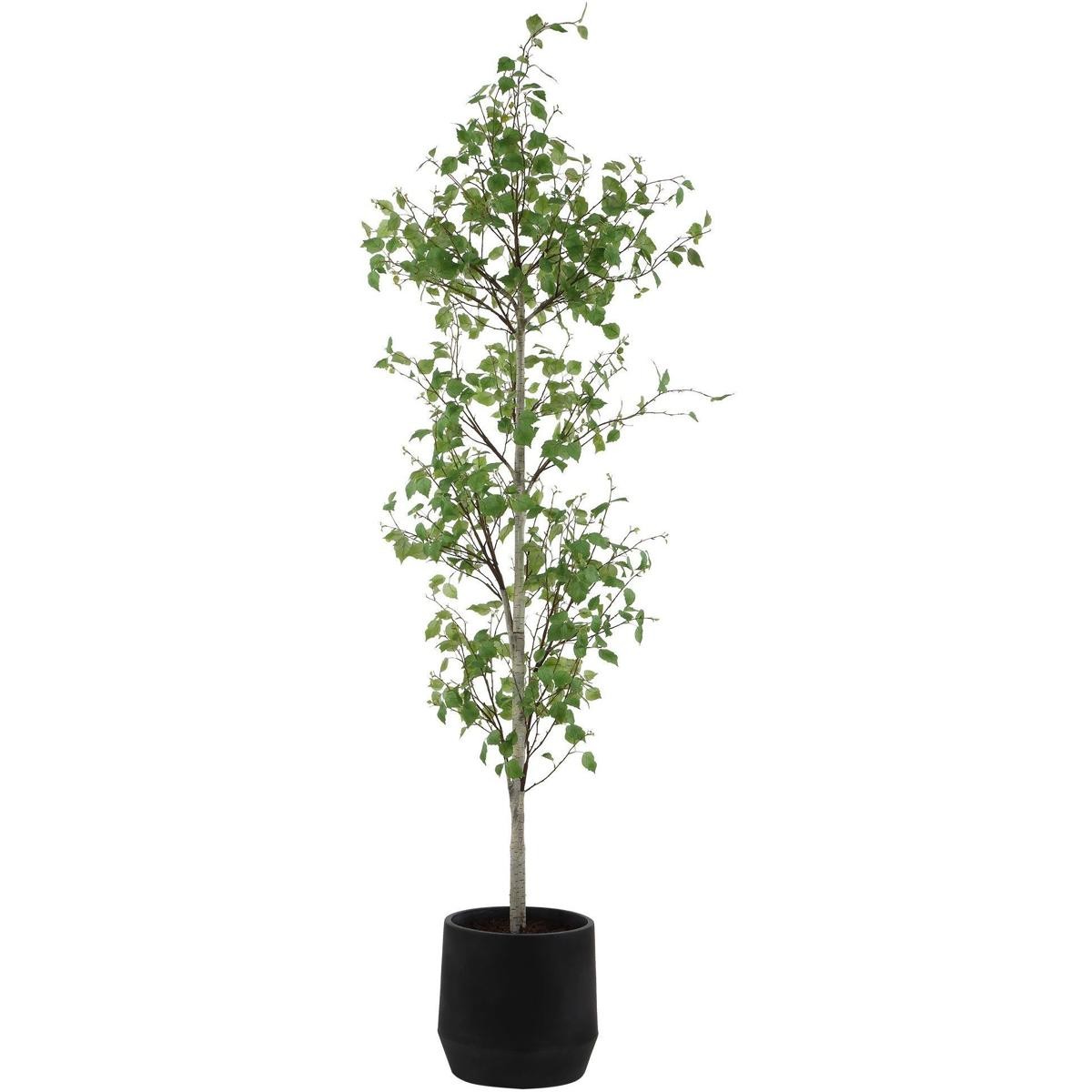 Uttermost 60263 Boreal Aged Gray and Green Potted Birch Tree