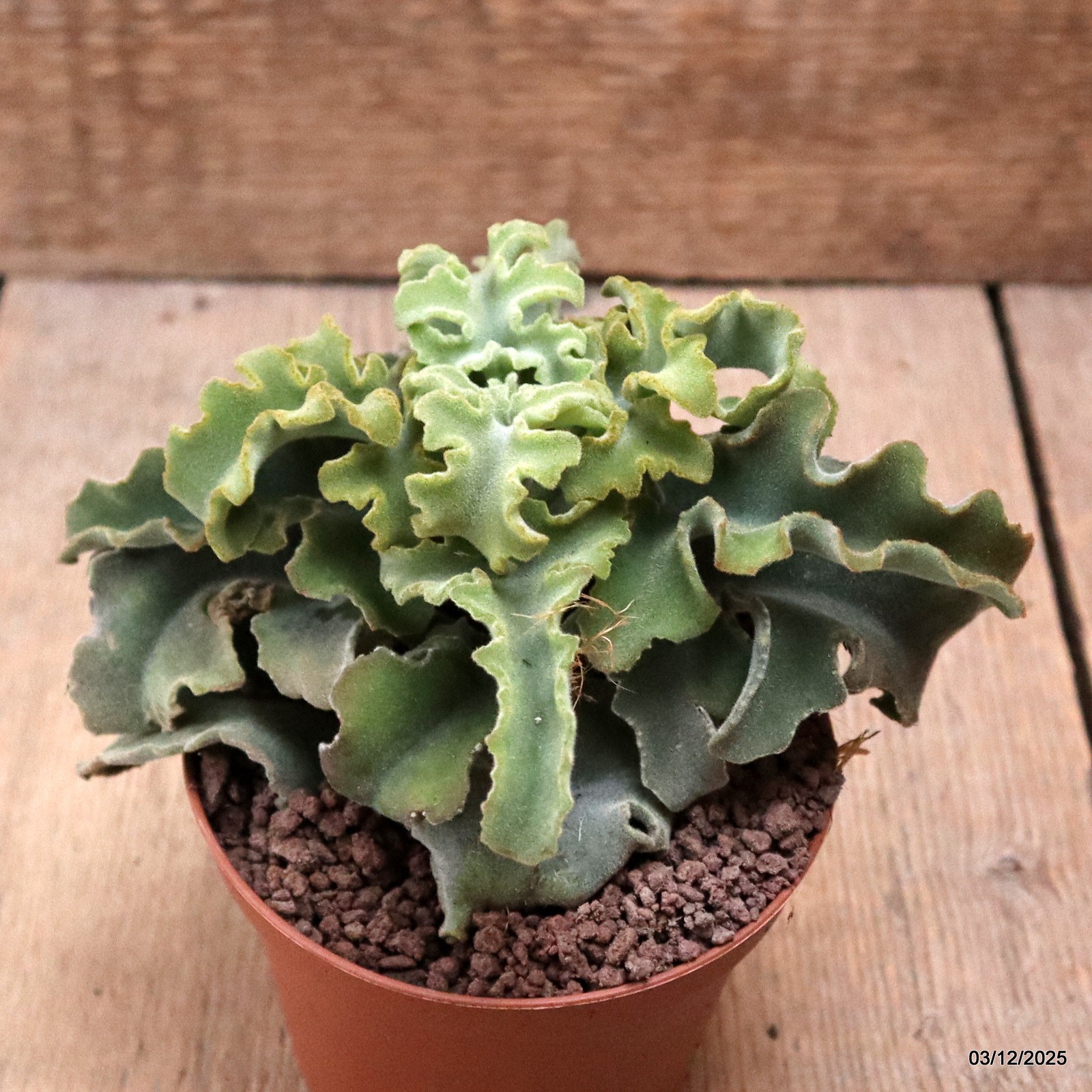 D7663 KALANCHOE BEHARENSIS pot10-H11-W14 cm MaMa Cactus