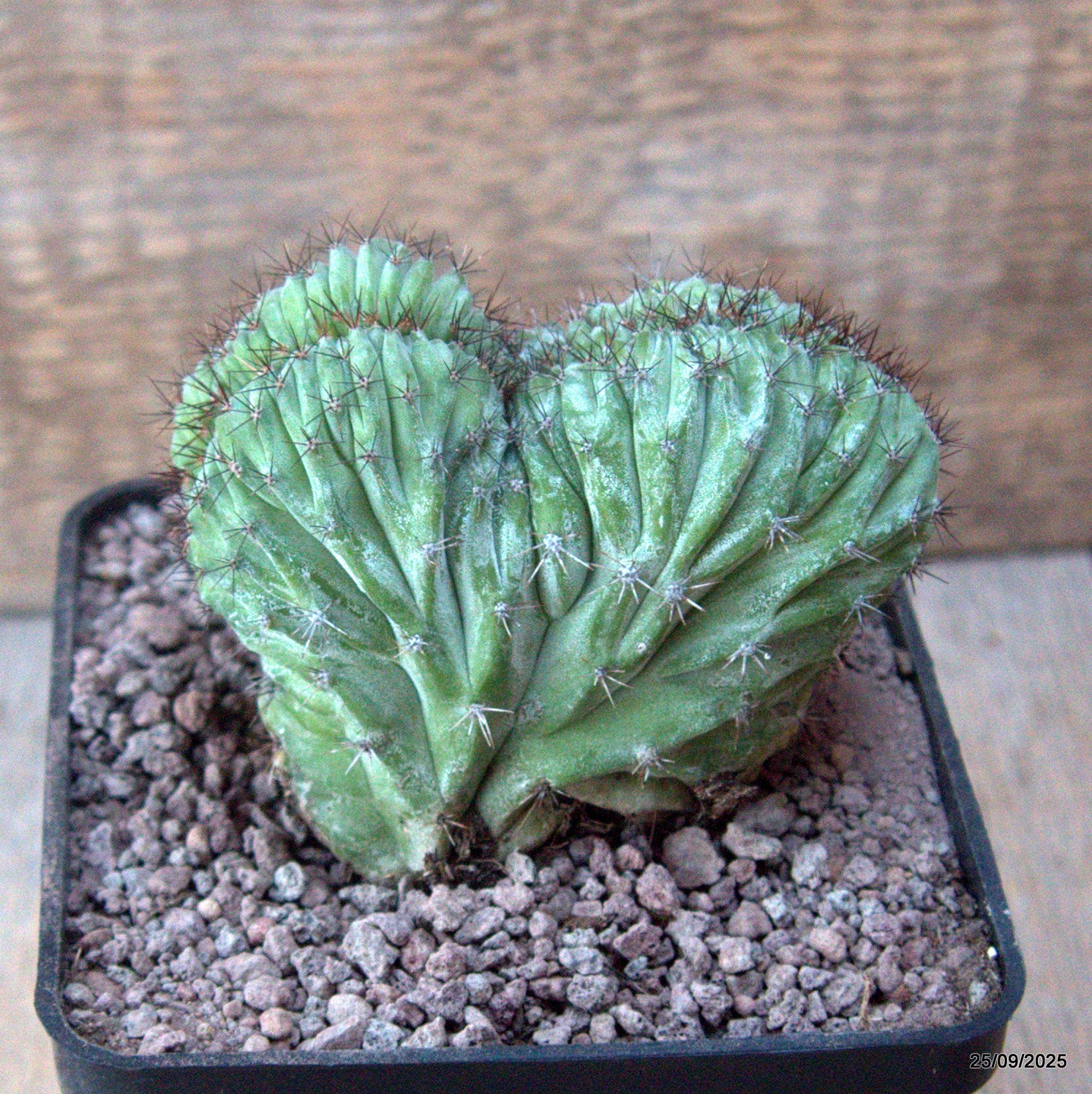 D6658 POLASKIA CHICHIPE CRESTED pot10-H8-W9 cm MaMa Cactus