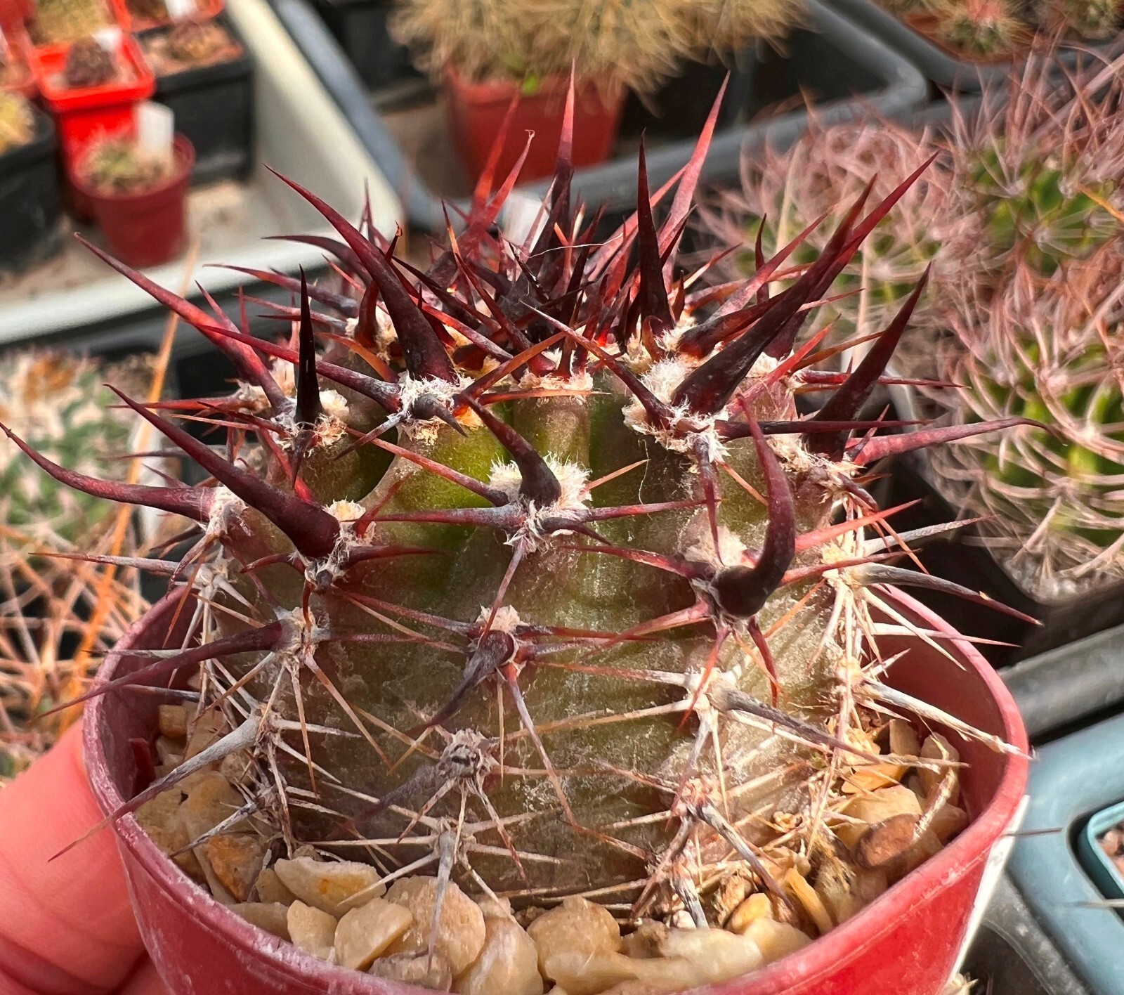 50 seeds Lobivia aurea VG 1093, selected
