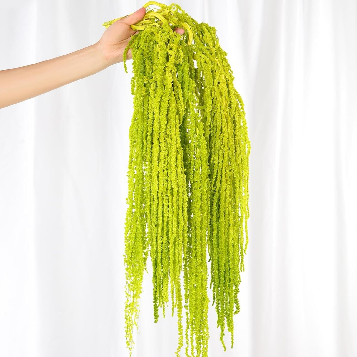 5 PCS Dried Amaranthus Hanging Flowers Natural Preserved Chartreuse 24 Inch