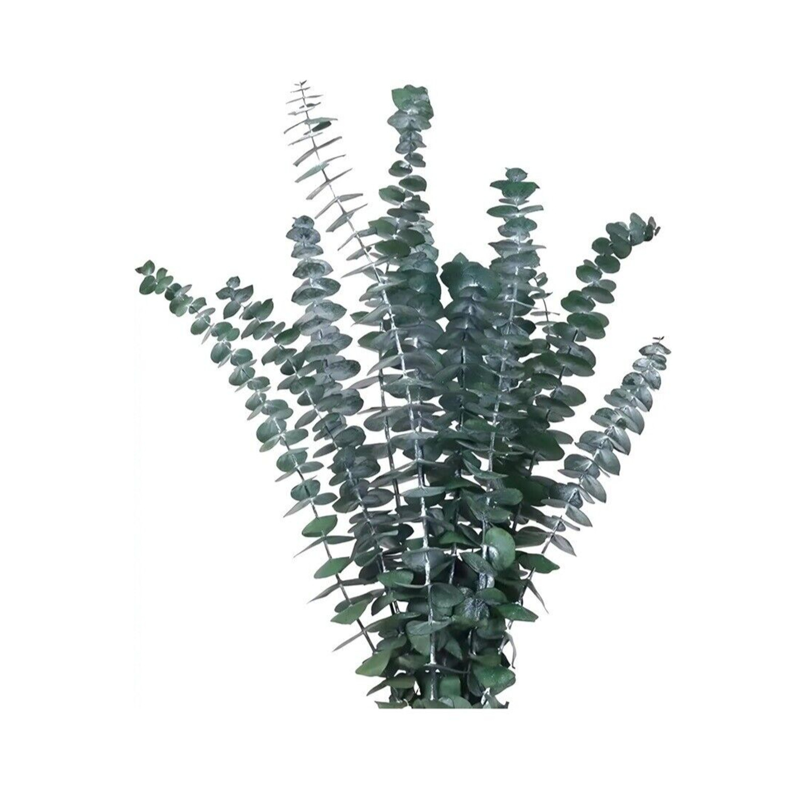Dried Eucalyptus Bundle Fresh Eucalyptus Branches – 10 Pcs Blue