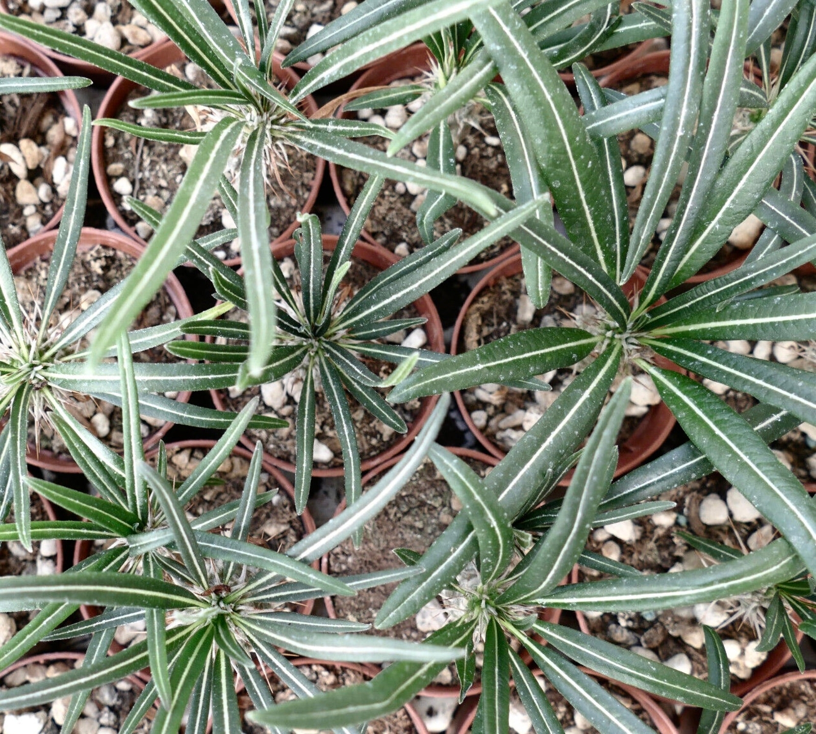 Pachypodium geayi (Mont Eliva, Madagascar) BAOBAB 6cm – Madagascar Baobab