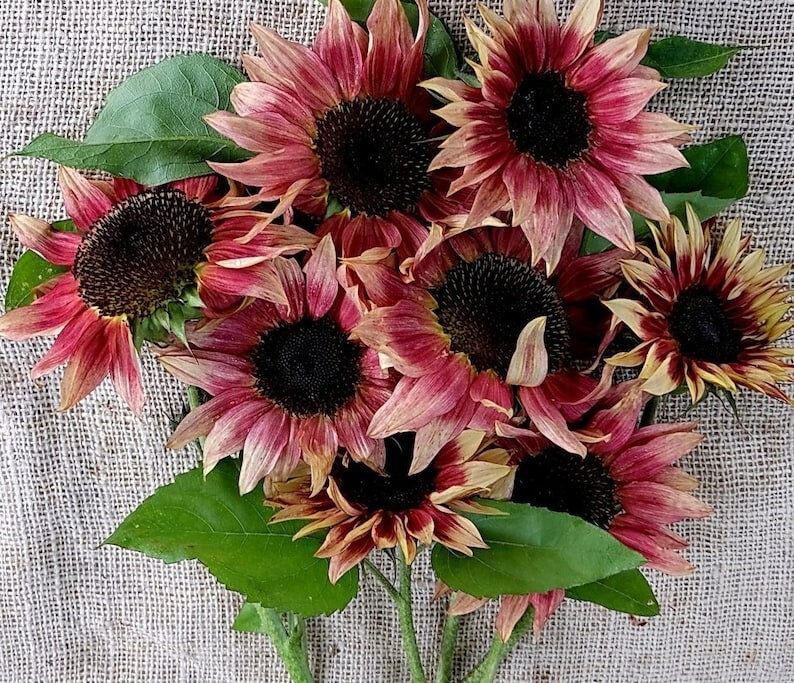 25 Pcs Cute Strawberry Sunrise Pink Sunflower Seeds