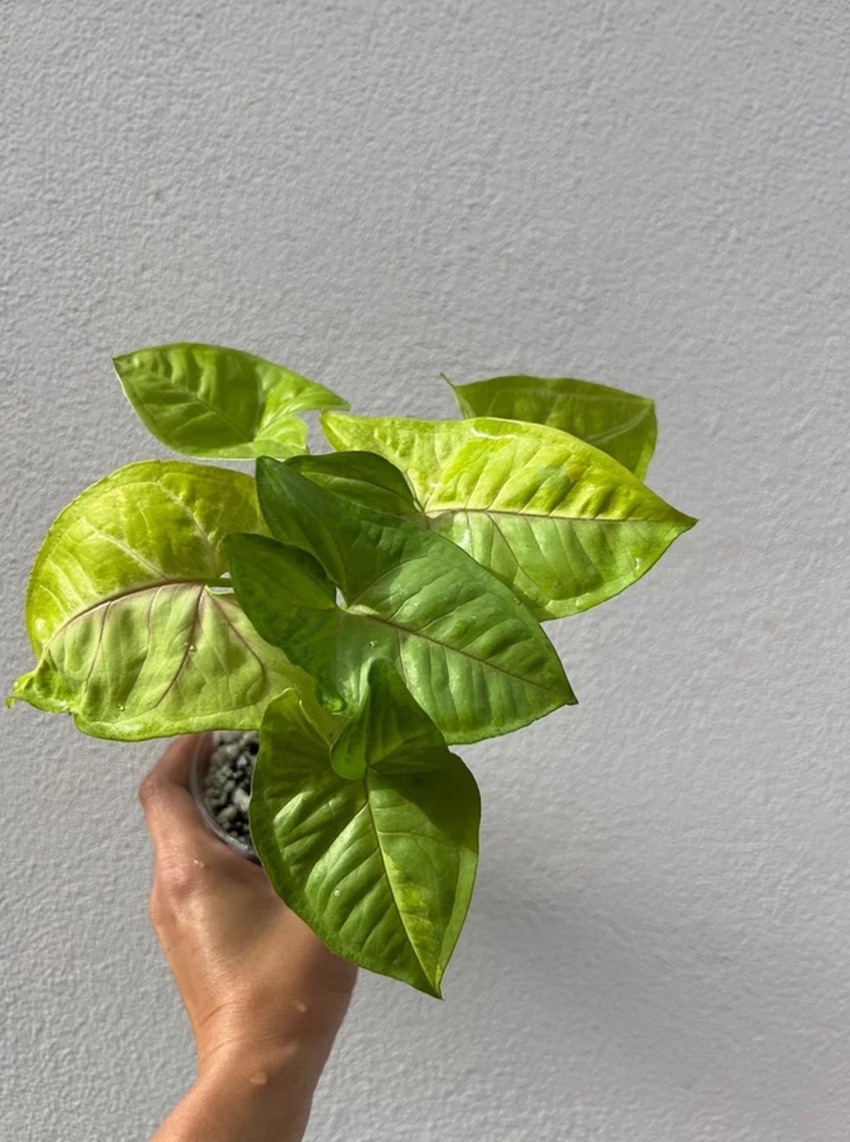 Syngonium Lime Soda Variegated Rare Plant Bright Lime Variegation Arrowhead