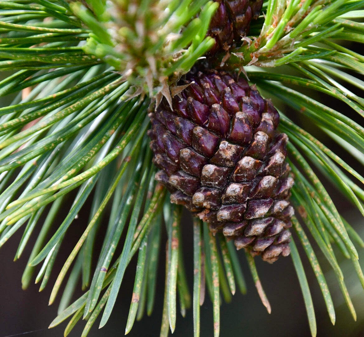 Pinus uncinata 10-20cm | Mountain Pine | Black Pine – Mountain Pine | Black Pine