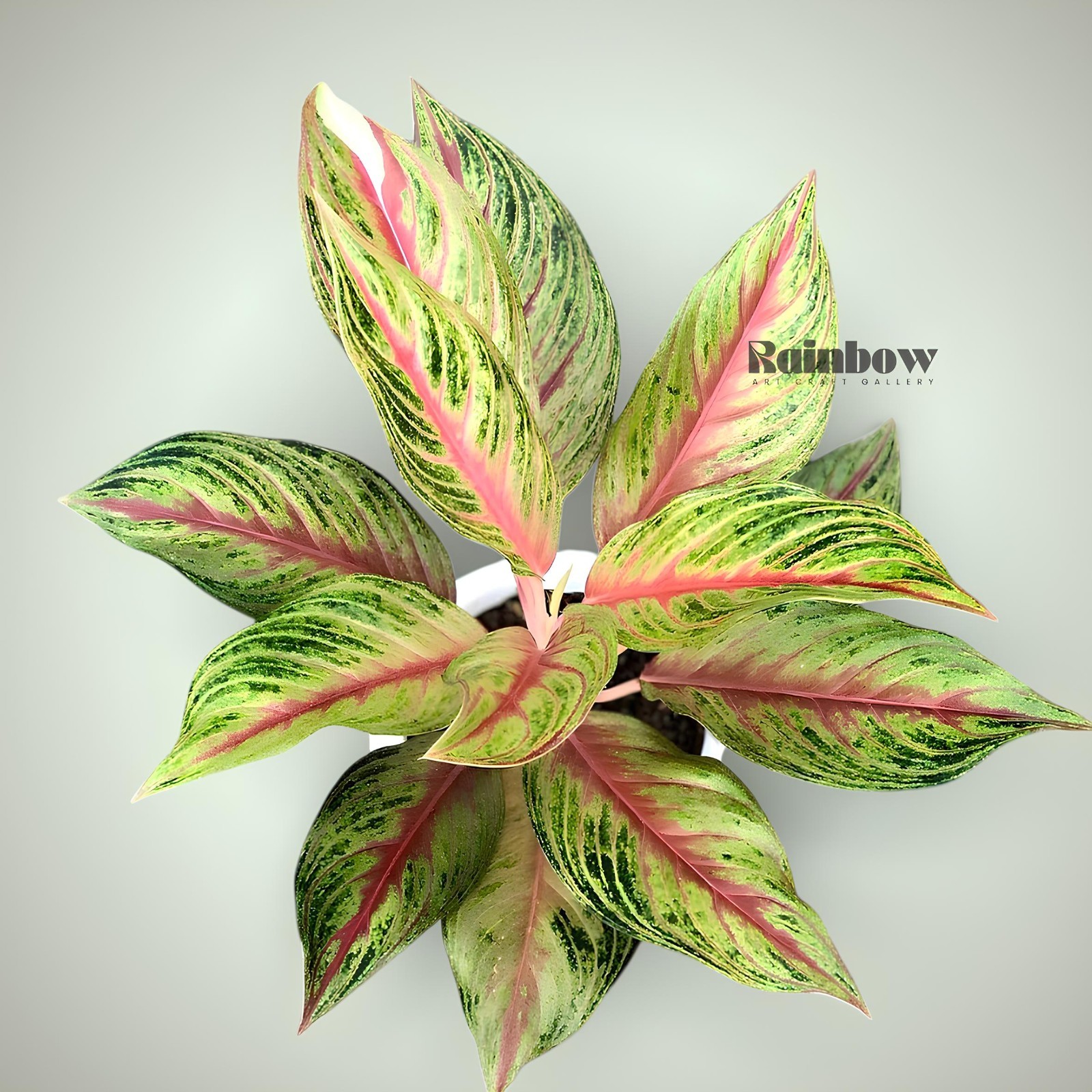 Aglaonema Golden Sweet Beatiful Ornamental Plant