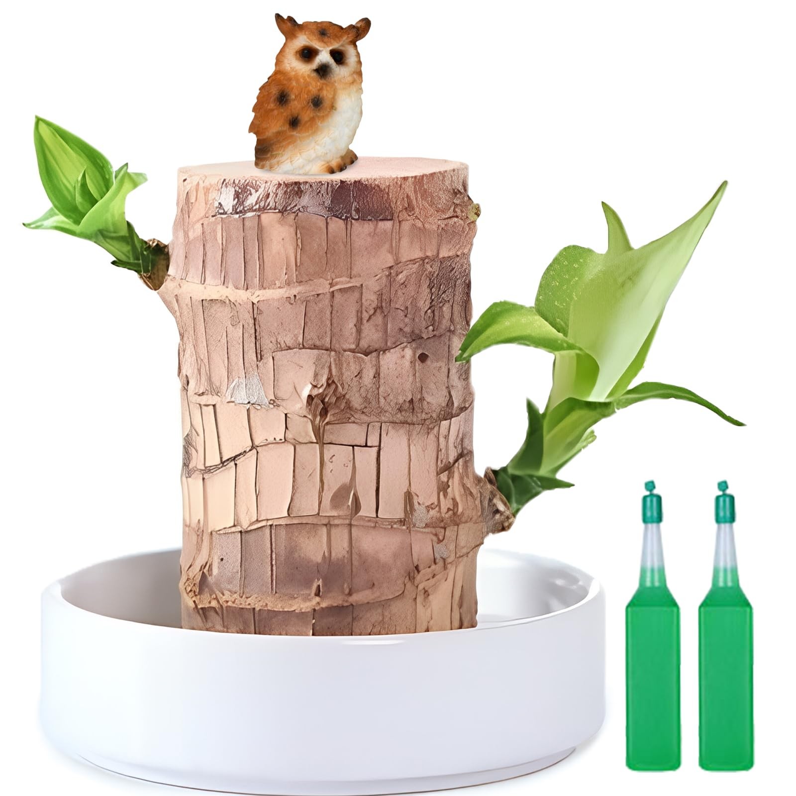 Brazilian Lucky Wood Plant,Fortune Brazil Wood Potted Plant with Owl Figurine…