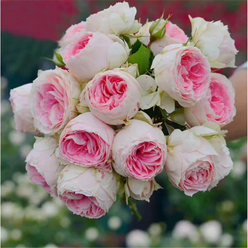 (10) ROSE SEEDS RARE exotic perennial flower garden bush tea USA SELLER W/TRACK