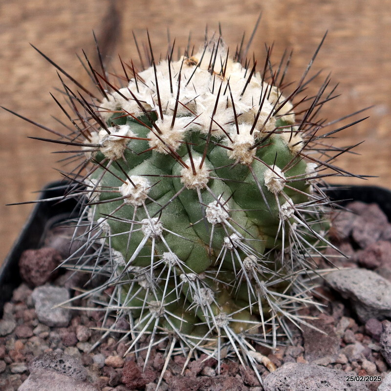 D3789 COPIAPOA CARRIZALENSIS pot14-H11-W9 cm MaMa cactus