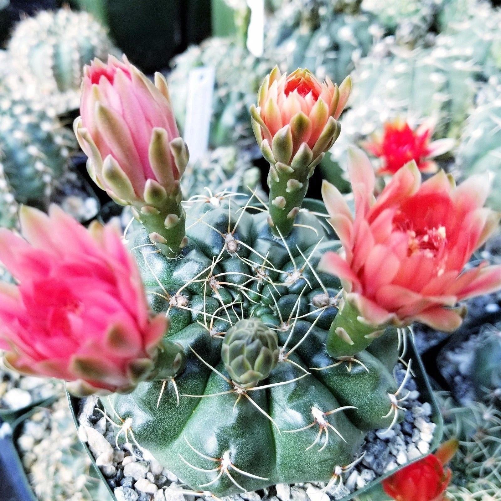 Gymnocalycium baldianum Chin Cactus Cactus Cacti Succulent Real Live Plant