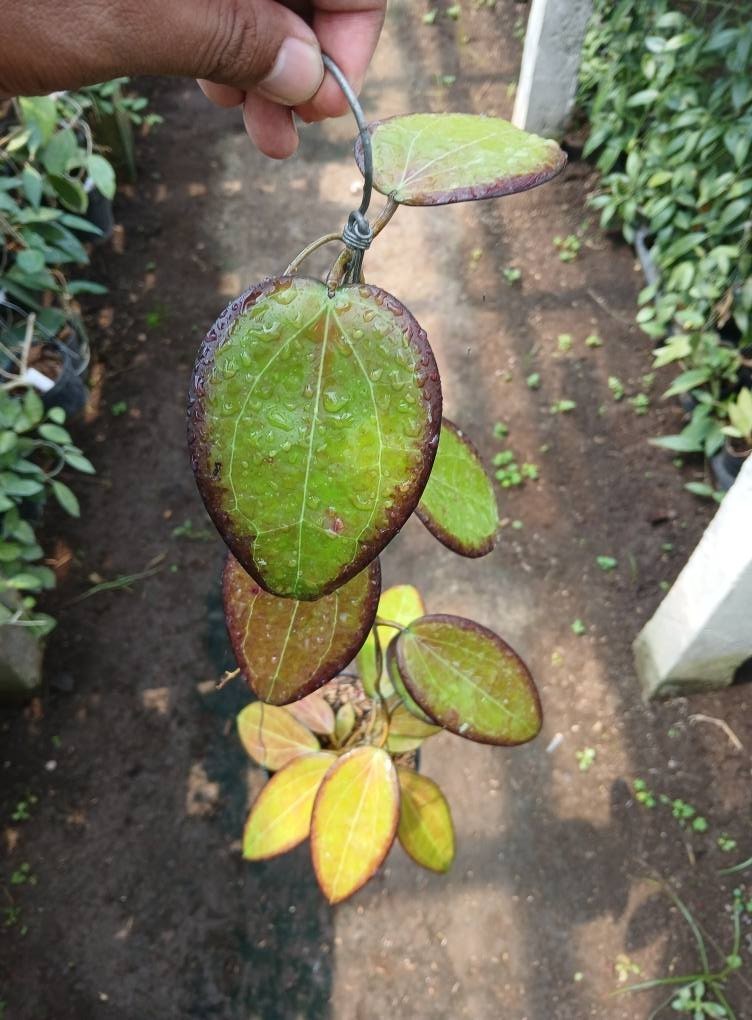Real Picture Black Margin. (H. Glabra sumatra x H. Rindu rafflesia) Red