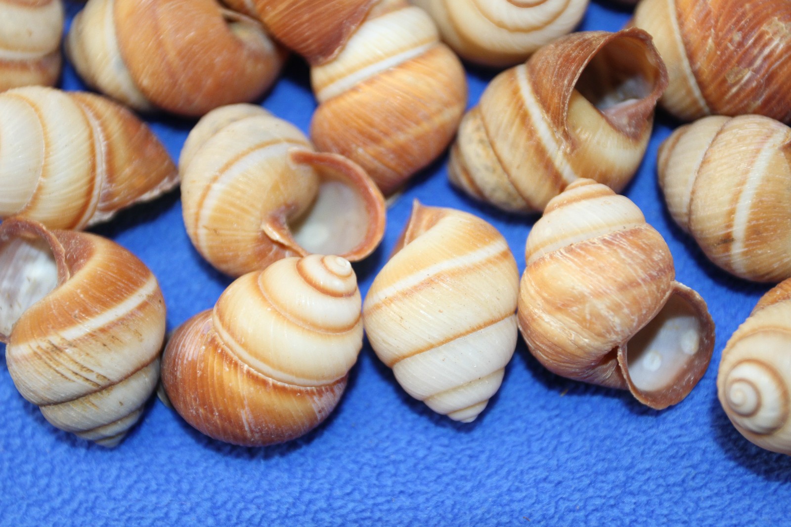 BROWN LAND SNAILS,Craft Supply,Mosaic projects, Beach Decor,Beach Art,SS-588
